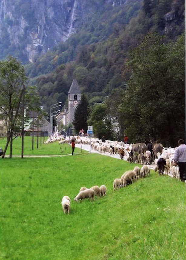 Festa Della Transumanza In Alta Ossola. 3000 Ovini Lasciano Gli Alpeggi ...