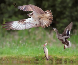 Oasis PhotoContest 2015: Best Photographer, Stefano Quirini. Fonte: oasisphotocontest.it