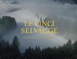 le linci selvagge